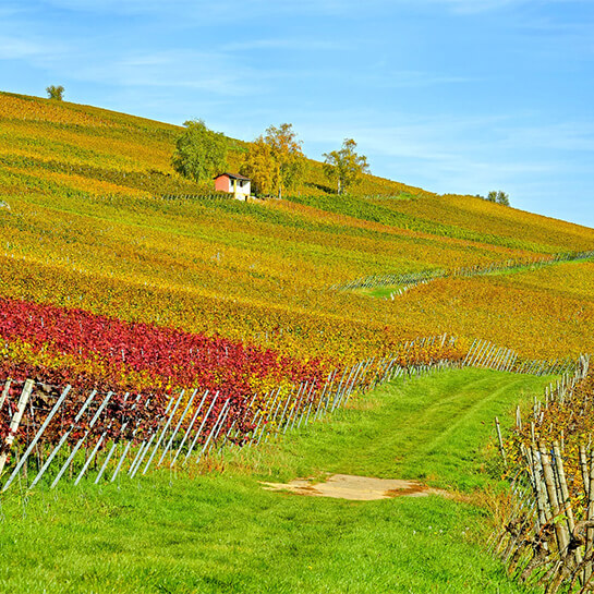 Hoffest 2021 Weinbergs-Wanderung